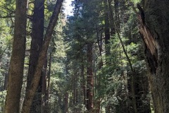 redwood-2