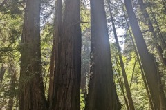 redwood-3