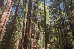 redwood-5