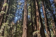 redwood-6