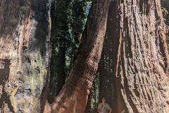 redwood-7