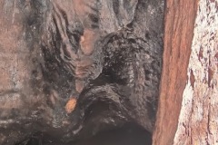 redwood-8